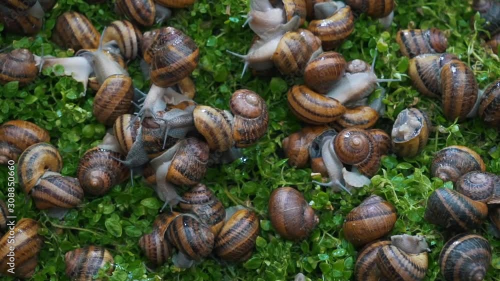 snails eat greens close up snails eat greens close up
