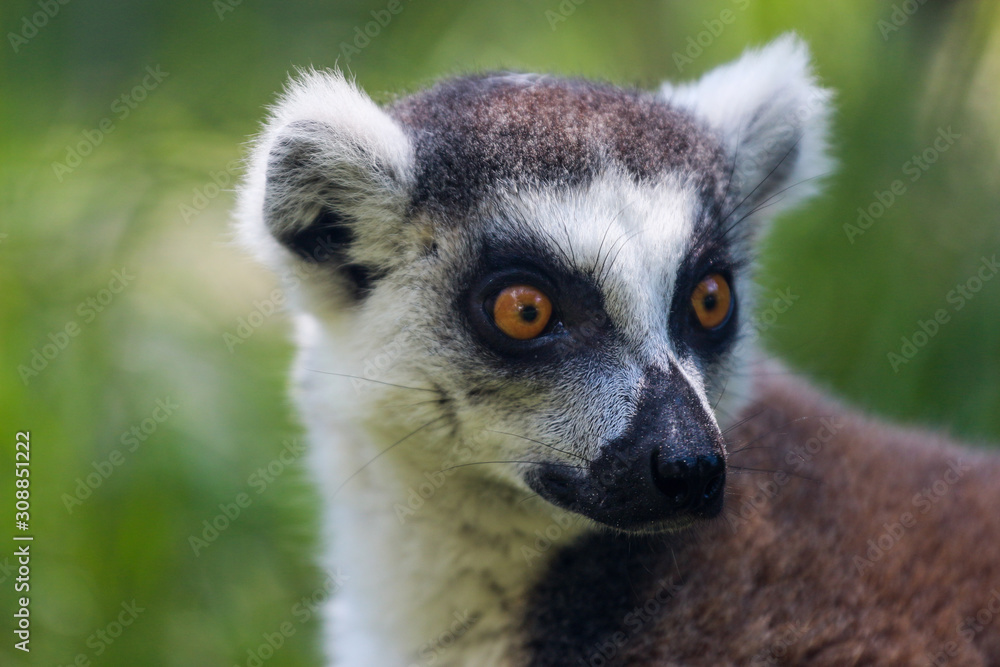 Ring Tailed Lemur Portrait Ring Tailed Lemur Portrait