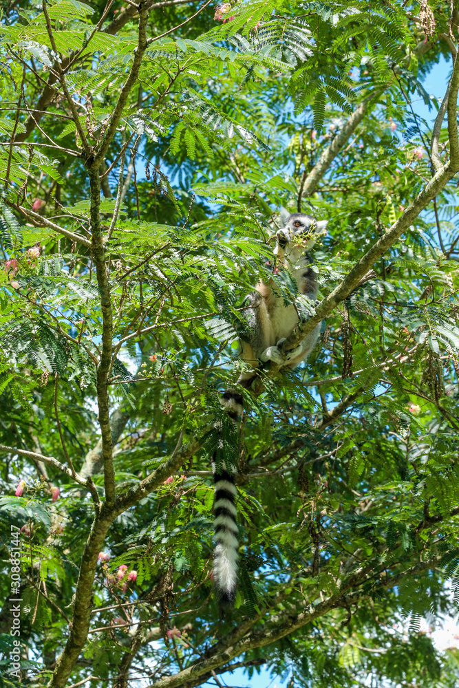 Fototapeta premium Ring Tail Lemur in a Tree