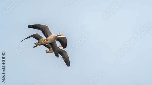 flock of Bar headed geese flying over the lakes of Bhigwan during migration season photo