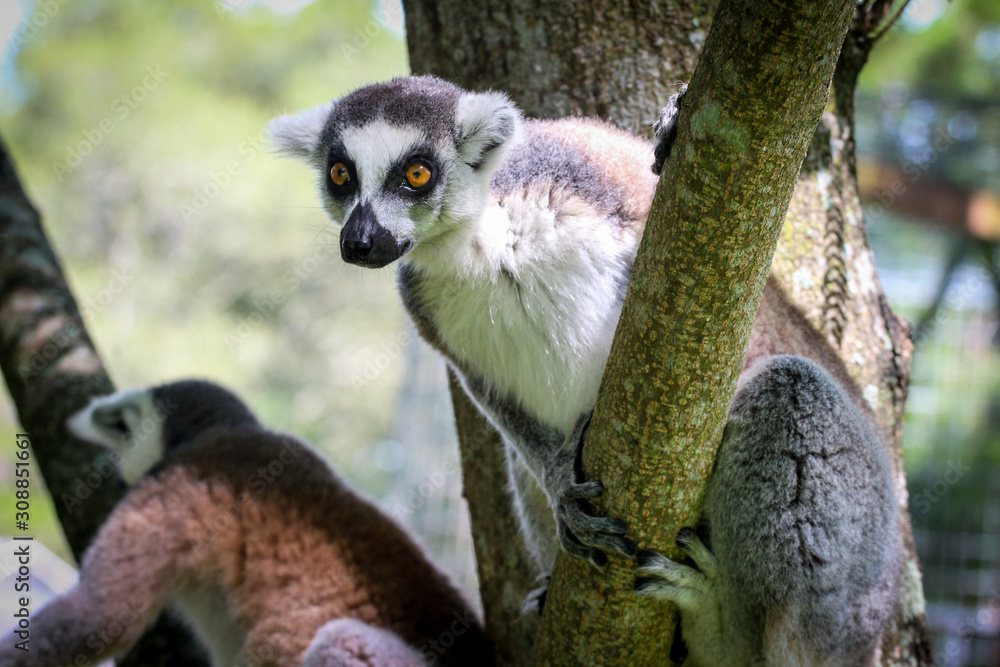 Obraz premium lemur on a tree