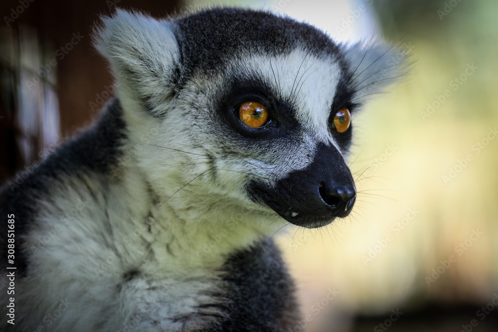 ring tailed lemur