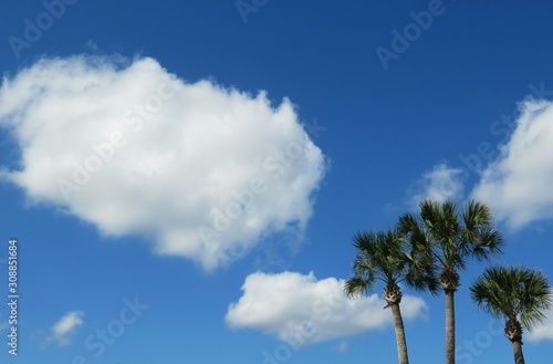Palm trees against blue sky on beautiful clouds background 