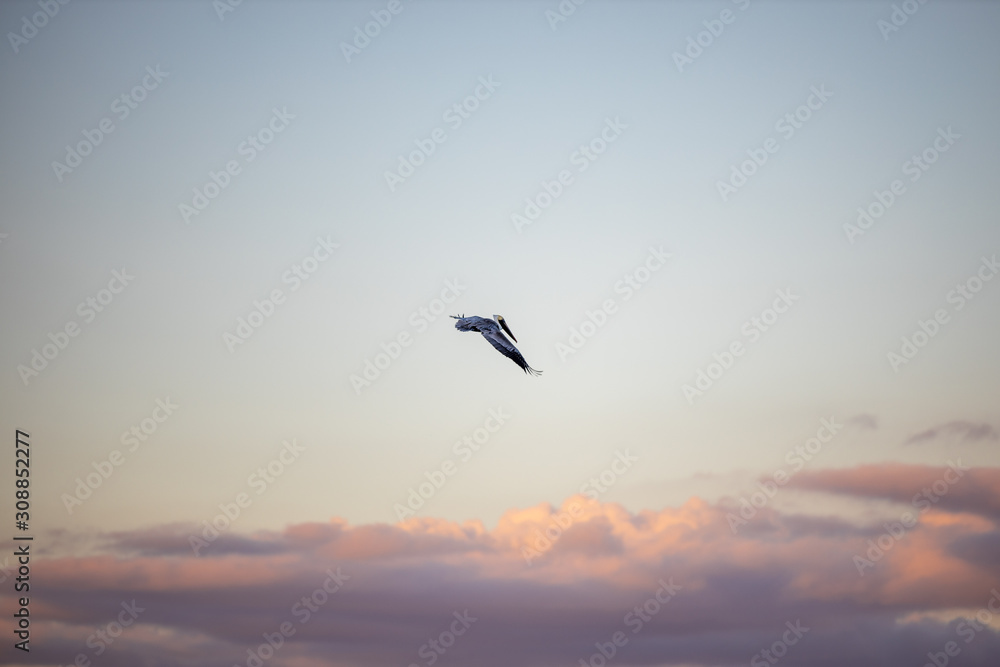 Obraz premium Flying Pelican 02