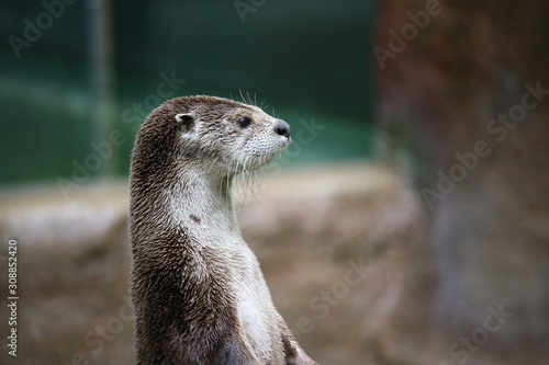 portrait of a otter