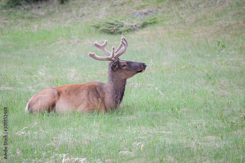 A lone elk sitting on grass in the forests of Jasper National Park in Alberta  Canada