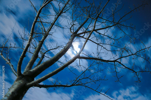 月夜　Moonlit night