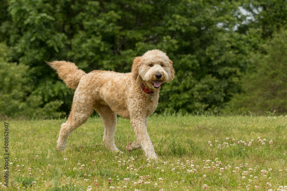 A golden doodle running in a park