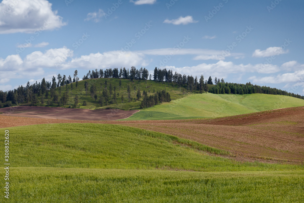 Rolling Wheat fields in Palouse, Washington, USA