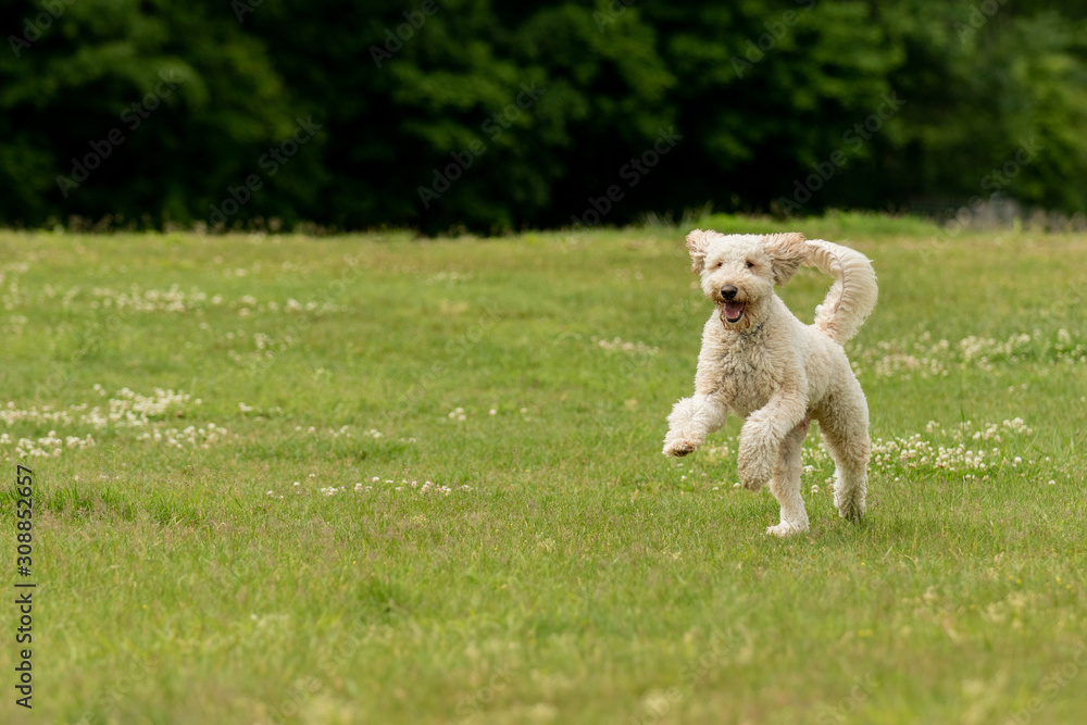 Obraz premium A cream colored poodle mix running in a grass field