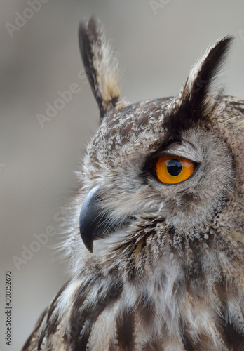 Horned Owl