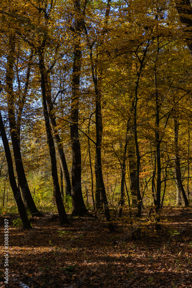 Golden Polish Autumn with colorful trees on road in Niepolomice Forest Poland, October 2019