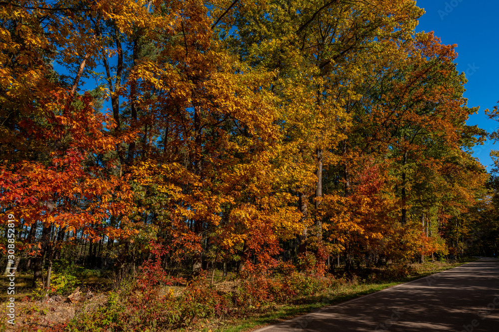 Golden Polish Autumn with colorful trees on road in Niepolomice Forest Poland, October 2019