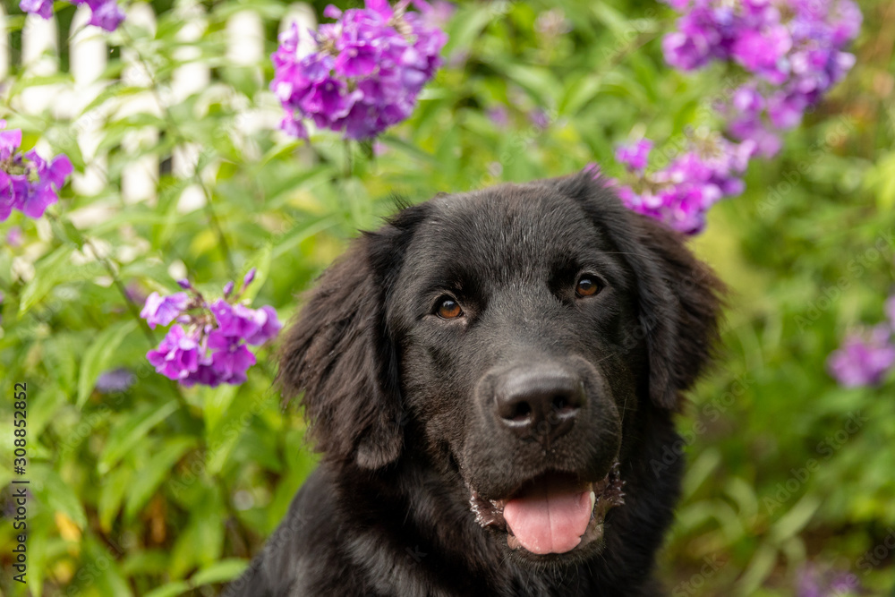 Close up of a black newfoundland puppy with purple flowers Close up of a black newfoundland puppy with purple flowers