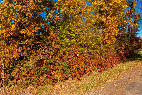 Golden Polish Autumn with colorful trees on road leading to Black Lake  Niepolomice Forest Poland  October 2019