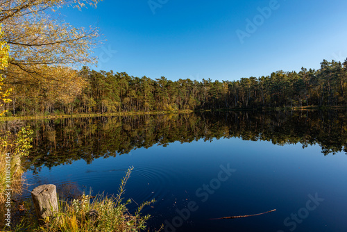 Golden Polish Autumn with Reflection of the trees in Black Lake Niepolomice Forest Poland 2019