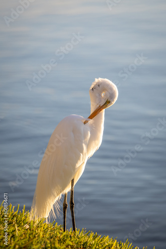 Great Egret 01