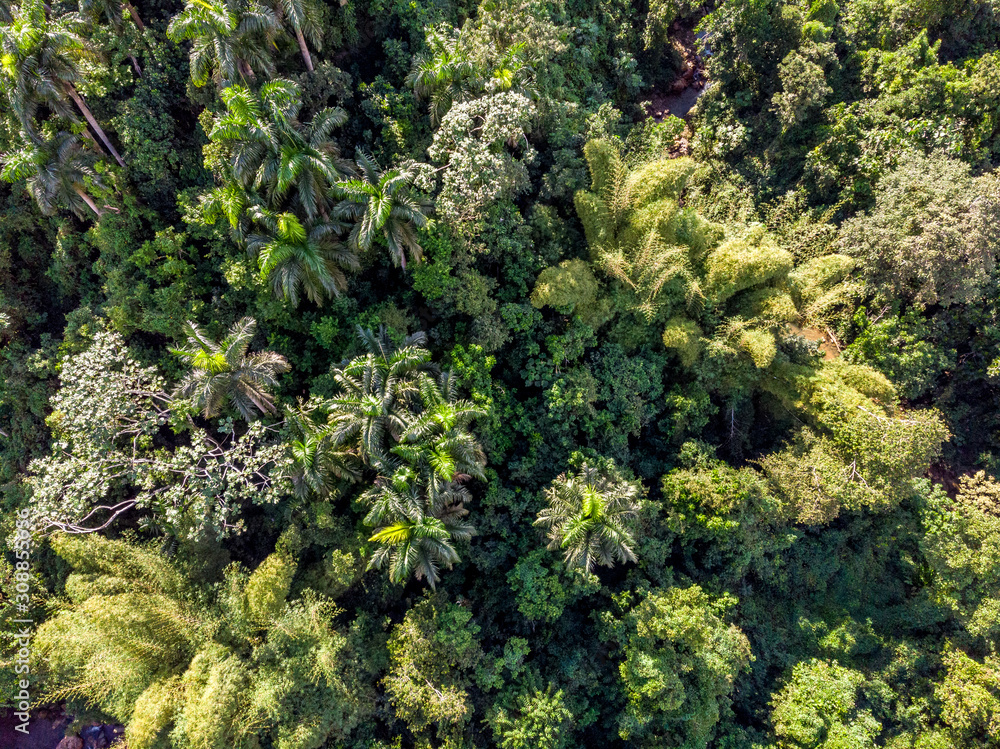 Naklejka premium Aerial Photo of exotic El Yunque rainforest palm trees in tropical Puerto Rico.