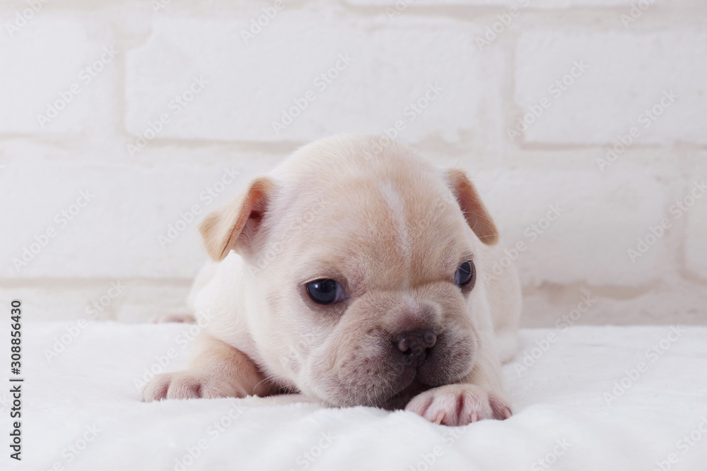Obraz premium フレンチブルドッグ子犬