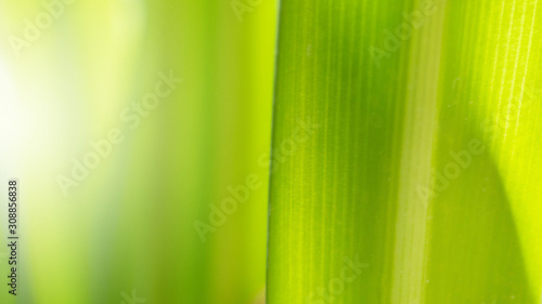 Natural Green Leaves Background in soft focus with Shiny Light. Spring Natural Background Concept.