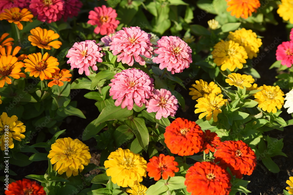 Colorful flower bed in a park Colorful flower bed in a park
