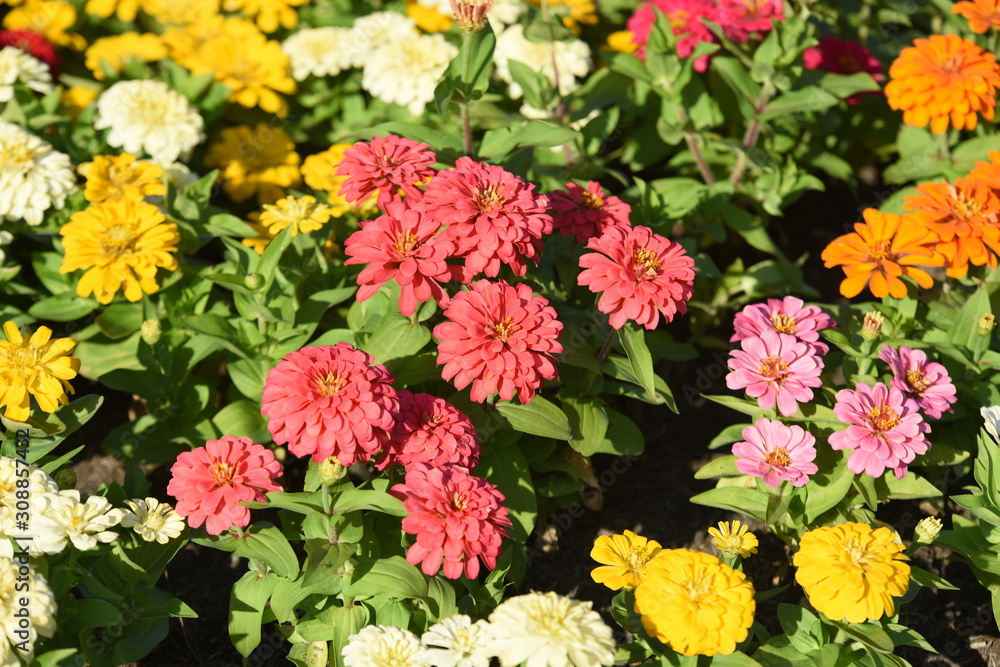 Colorful flower bed in a park Colorful flower bed in a park