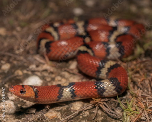 Scarlet Snake (Cemophora coccinea copei)