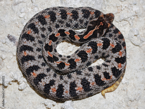 Dusky Pygmy Rattlesnake (Sistrurus miliarius barbouri) photo