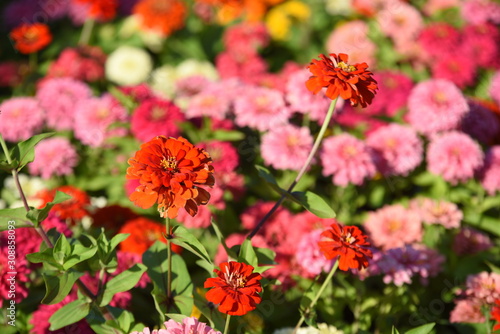 Colorful flower bed in a park 