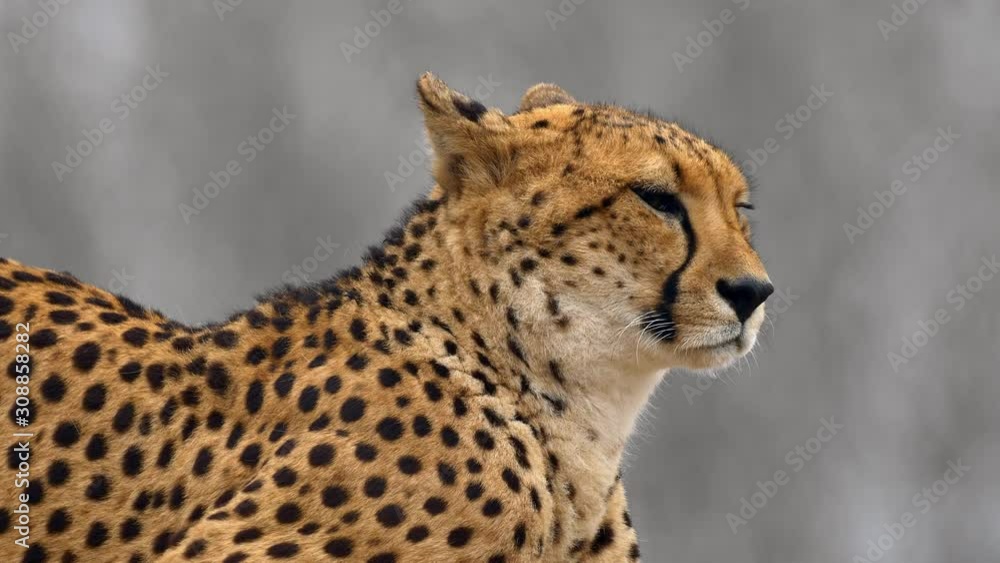 Cheetah (Acinonyx jubatus) observing mother portrait Cheetah (Acinonyx jubatus) observing mother portrait