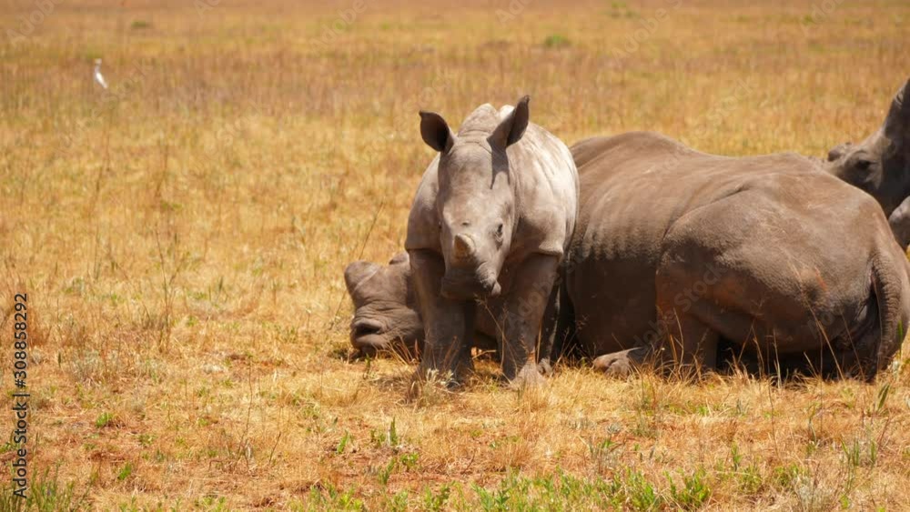 Baby rhino flaps ears and stands near sleeping mother, camera panning Baby rhino flaps ears and stands near sleeping mother, camera panning