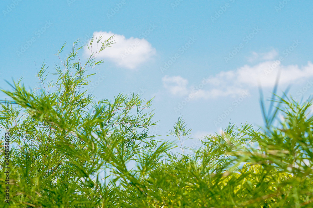 green grass and blue sky green grass and blue sky