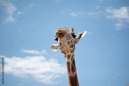 Photography Grumpy giraffe