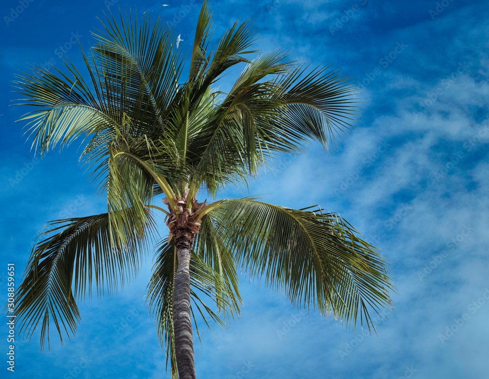 Lone palm tree againstr blue sky.