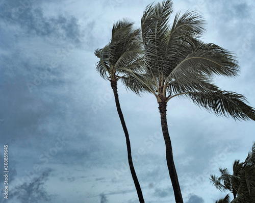 Lone palm tree again blue sky. Windy weather.