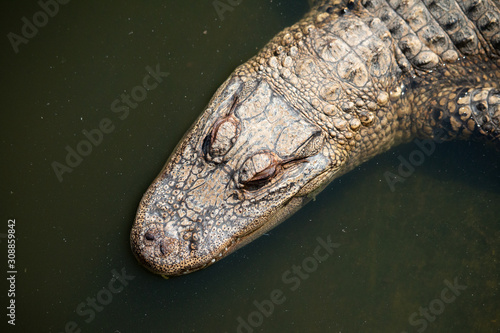 Overhead view of crocodile