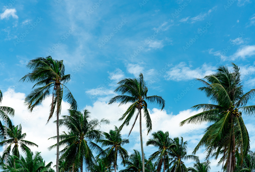 Coconut palm tree with blue sky and clouds. Palm plantation. Coconut farm. Wind slow blowing green leaves of coconut palm tree. Tropical tree with summer sky and clouds. Summer beach tree.