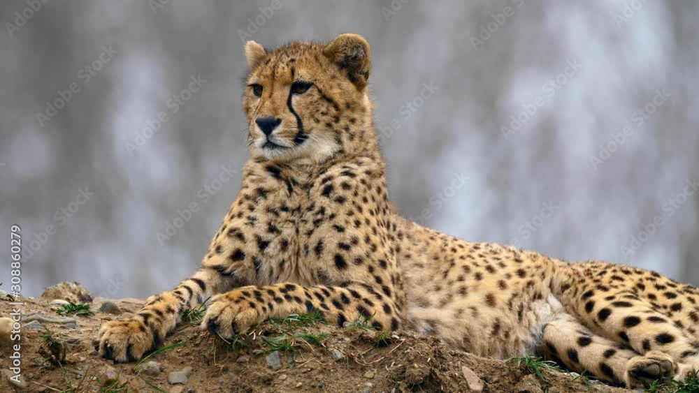 Watchful juvenile cheetah (Acinonyx jubatus) Watchful juvenile cheetah (Acinonyx jubatus)