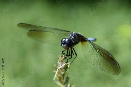 Closeup of a dragonfly on green background