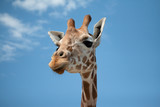 Giraffe profile