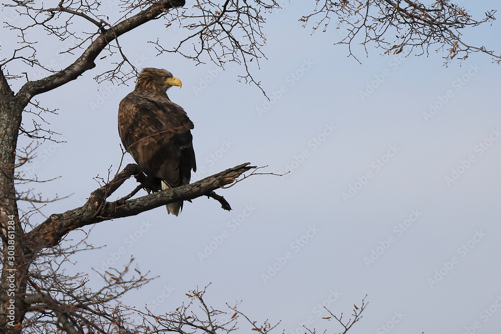 Eagle sitting on tree branch on sky background. White-tailed eagle (Haliaeetus albicilla) hunting in natural habitat. Bird of prey looking around seeking for prey. Eagle sitting on tree branch on sky background. White-tailed eagle (Haliaeetus albicilla) hunting in natural habitat. Bird of prey looking around seeking for prey.