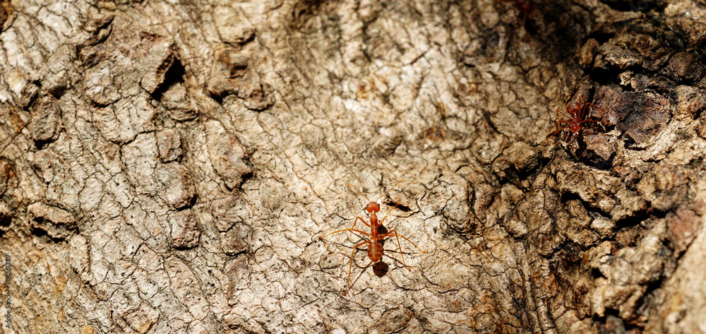 Ants behavior Red ants walking on trees