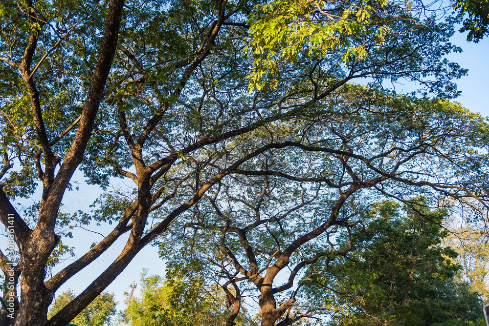 Group of treetop and green leaf with sky from park.