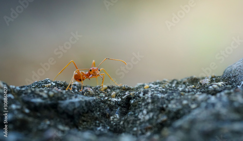 Close up of red weaver ant with wide open mandibles and ready to attack © surasak