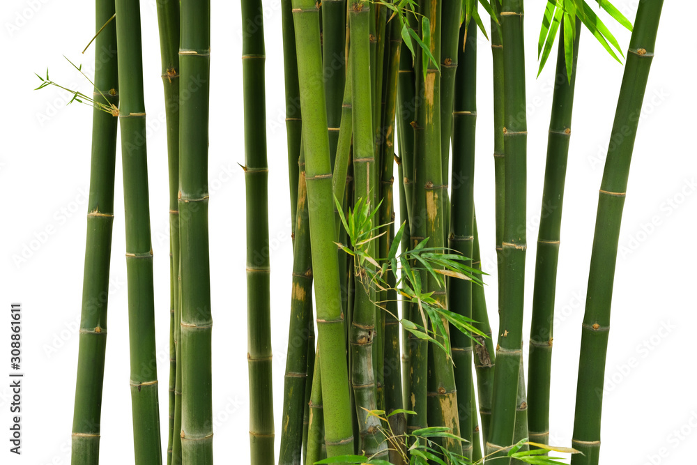 Obraz premium Bamboo isolated on white background. Clipping path