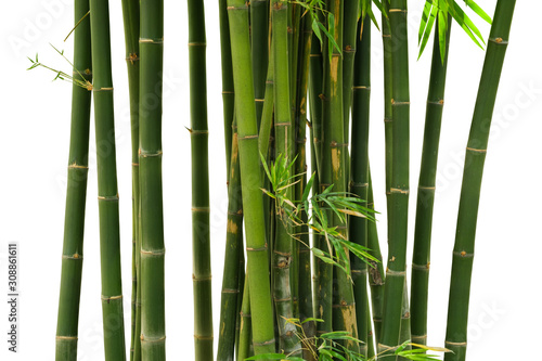 Bamboo isolated on white background. Clipping path