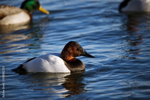 Canvasback Duck floating in water