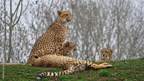 Cheetah family