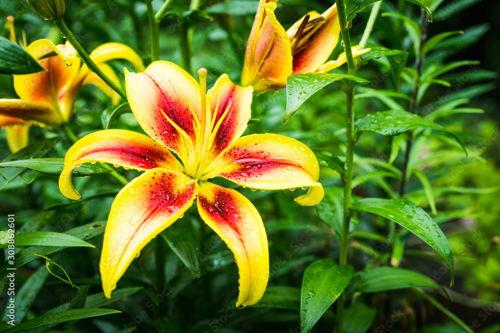 Blooming lily flowers on the garden. Shallow depth of field. Blooming lily flowers on the garden. Shallow depth of field.