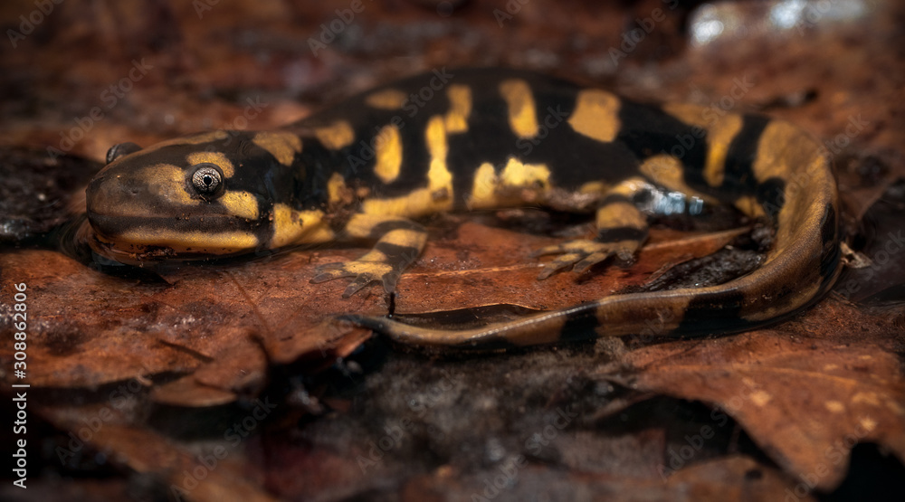 Obraz premium Tiger Salamander